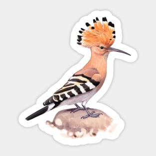 Eurasian Hoopoe Sticker